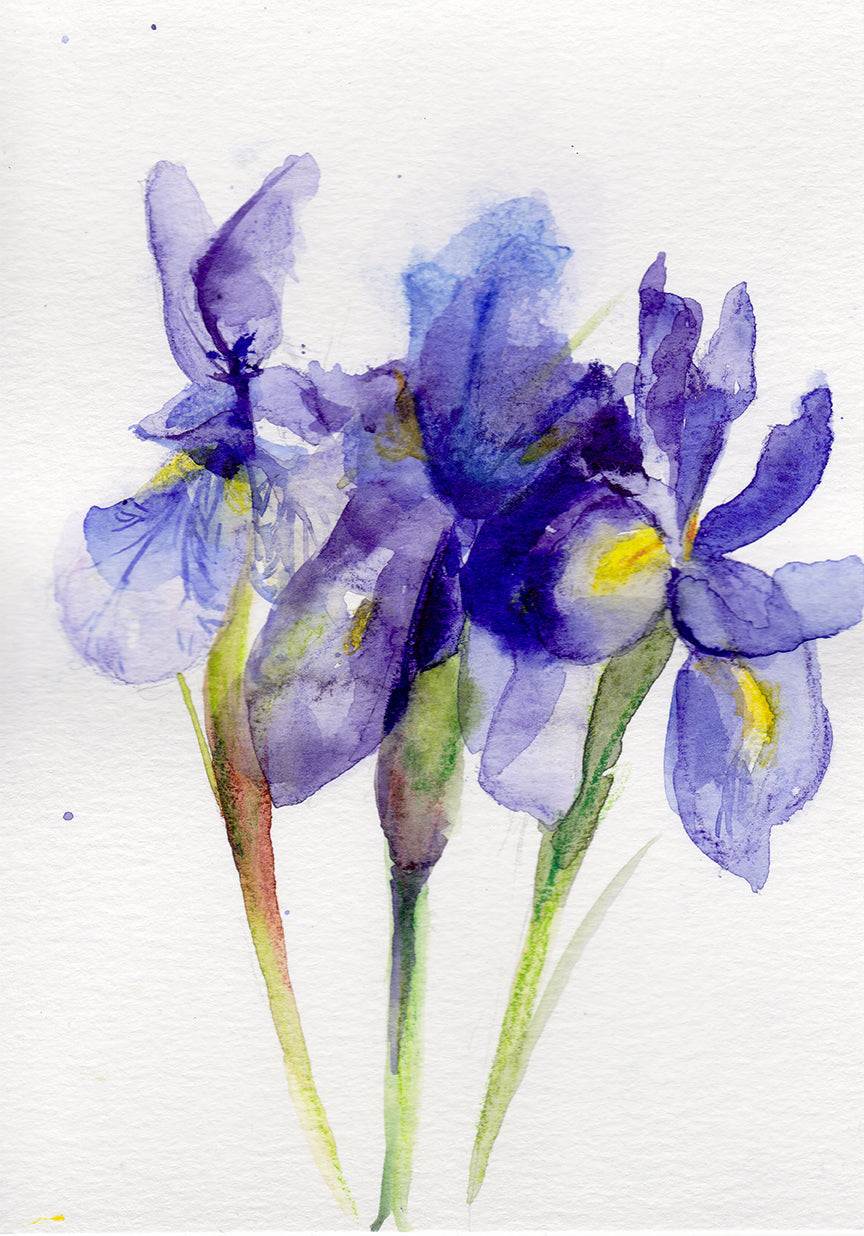 Lirio - Lámina artística de la flor de nacimiento de febrero