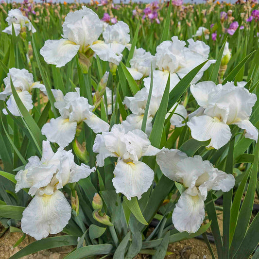 Immortality Reblooming Bearded Iris plant with white blooms and swordlike green leaves on Tampa Home & Garden Store