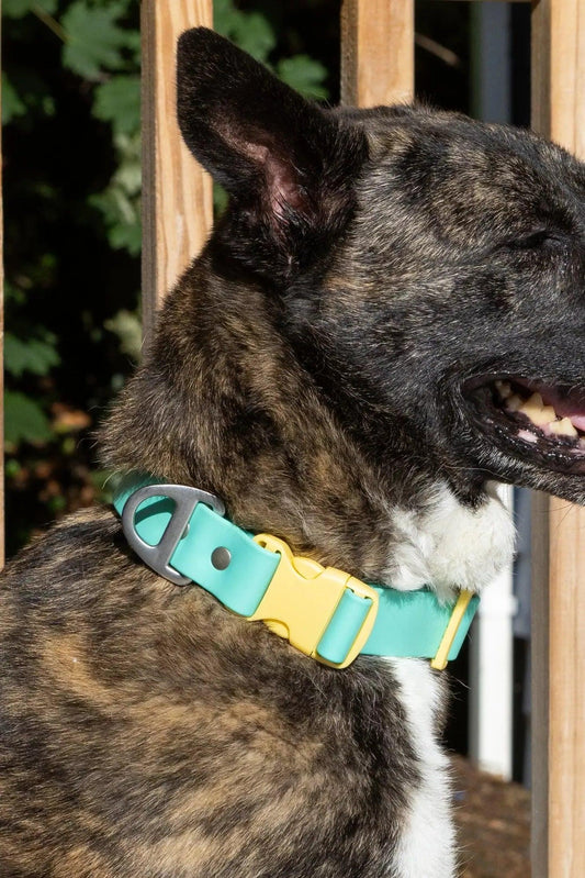Island Vibes Waterproof Dog Collar - Tampa Home & Garden Store