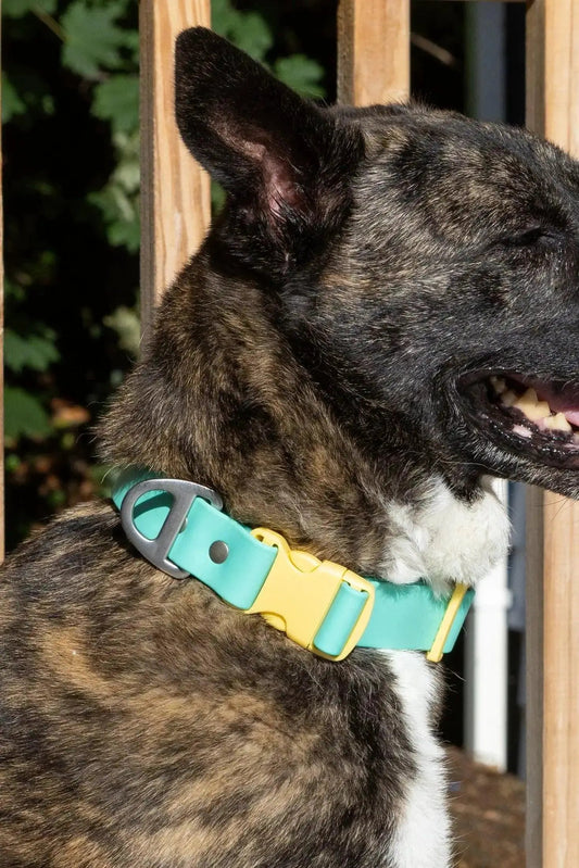 Island Vibes Waterproof Dog Collar turquoise adjustable strap with yellow buckle on Tampa Home & Garden Store