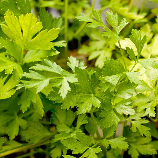 Italian Parsley Seeds (Organic) - Tampa Home & Garden Store