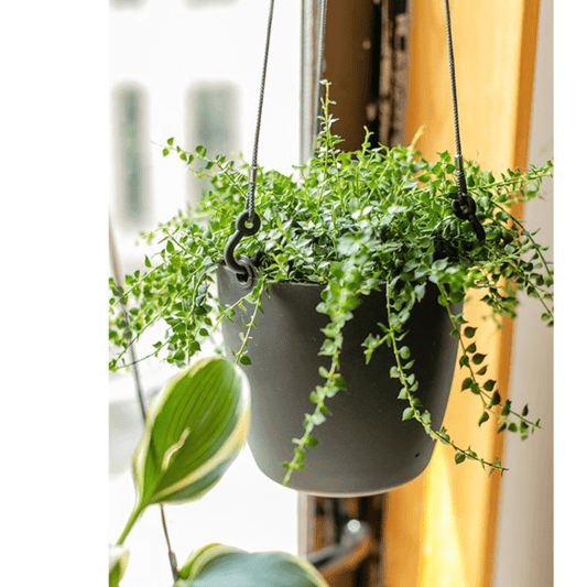 Modern resin hanging planter in dark gray with trailing green artificial vines on Tampa Home & Garden Store