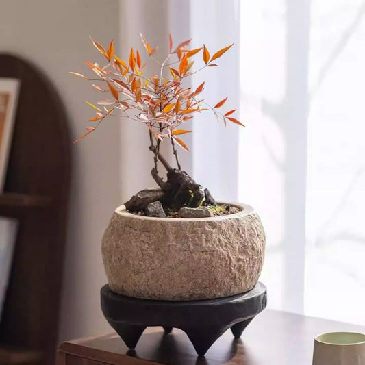Mesa Cement Pot Planter round textured cement pot with orange-leaved bonsai RusticReach on Tampa Home & Garden Store