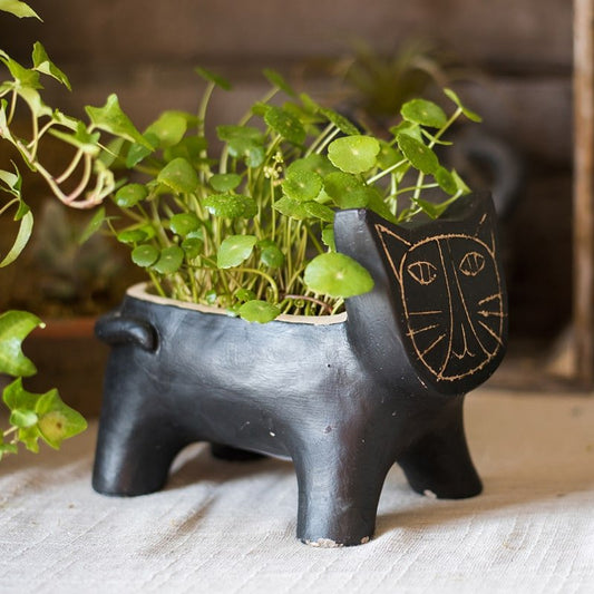 Cat-shaped small concrete planter in black with a chalk-drawn face, plant-filled on Tampa Home & Garden Store