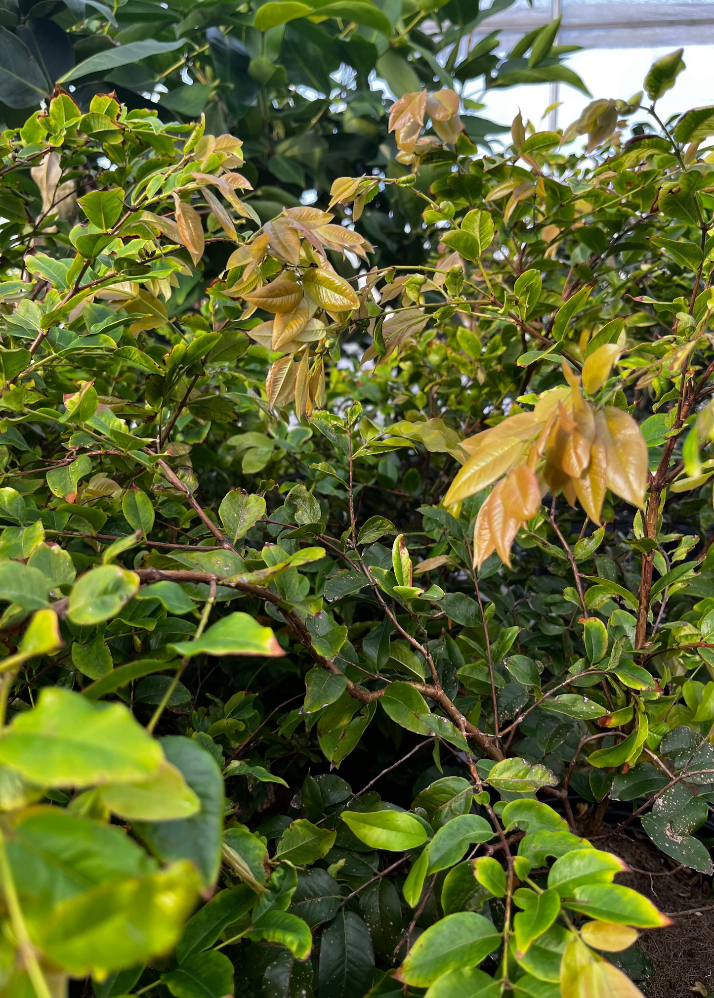 Red Jaboticaba tree foliage with bronze new growth on a dense tropical fruit tree on Tampa Home & Garden Store