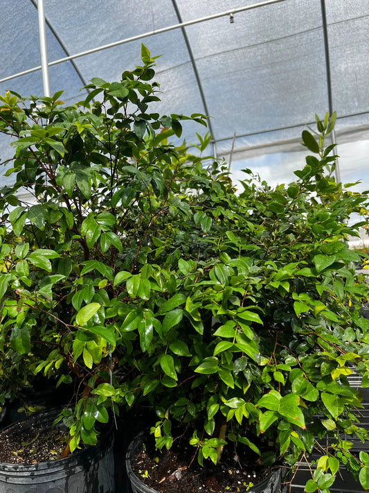 Jabuticaba tree cauliflory tropical fruit tree with glossy green leaves in pots on Tampa Home & Garden Store