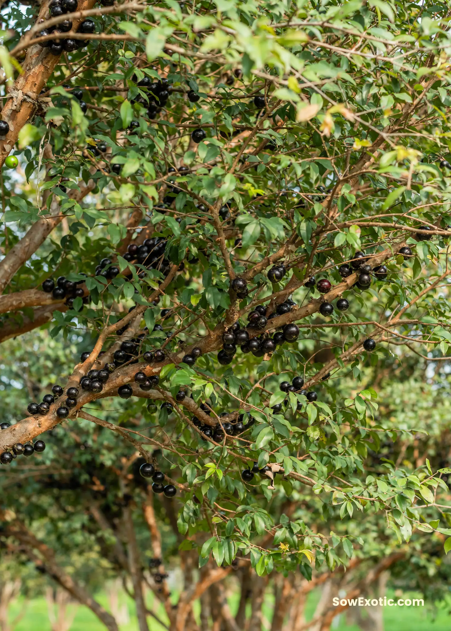 Jabuticaba tree cauliflory with black berries along branches, tropical fruit tree, Sow Exotic on Tampa Home & Garden Store