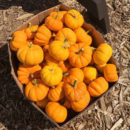 Jack Be Little pumpkins in a cardboard box; small orange gourds (20 count) on Tampa Home & Garden Store