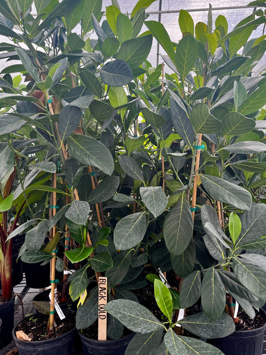 Jackfruit 'Black Gold' (Artocarpus heterophyllus) - Tampa Home & Garden Store