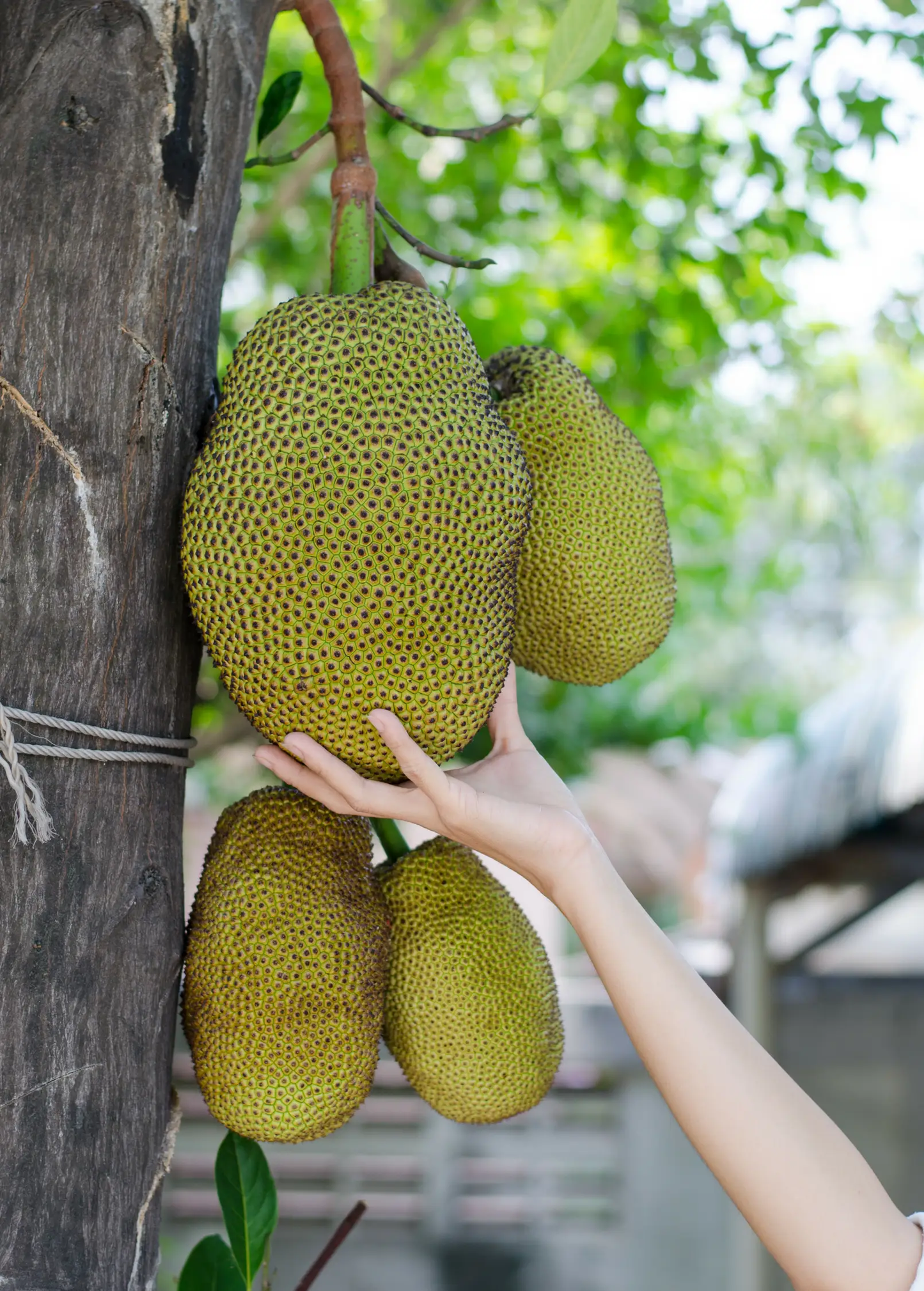 Jackfruit Tree Black Gold India fruit plant with two green jackfruits Sow Exotic on Tampa Home & Garden Store