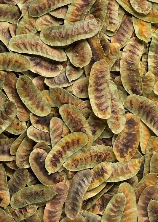 Jamaican Dandelion plant seed pods Senna occidentalis, herb brown-green dried pods Sow Exotic on Tampa Home & Garden Store