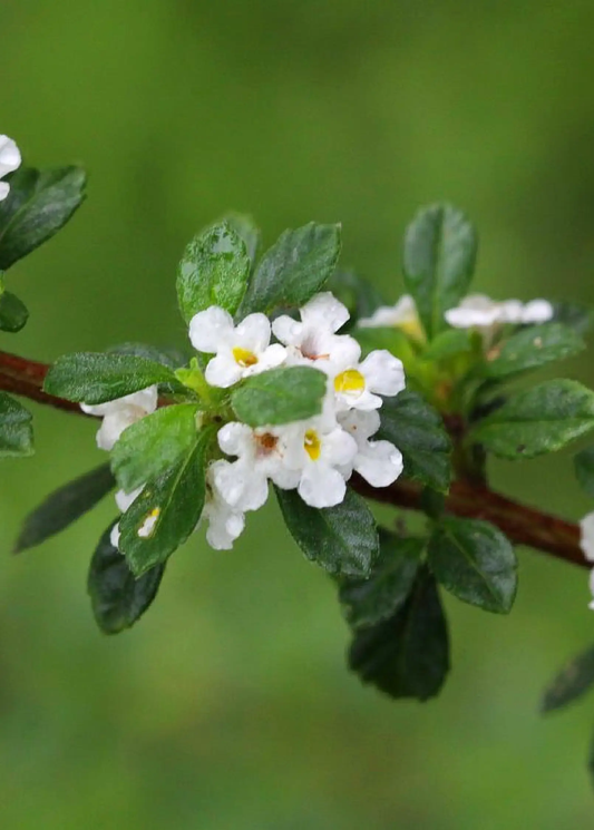 Jamaican oregano plant Lippia micromera with small white flowers and glossy green leaves on Tampa Home & Garden Store