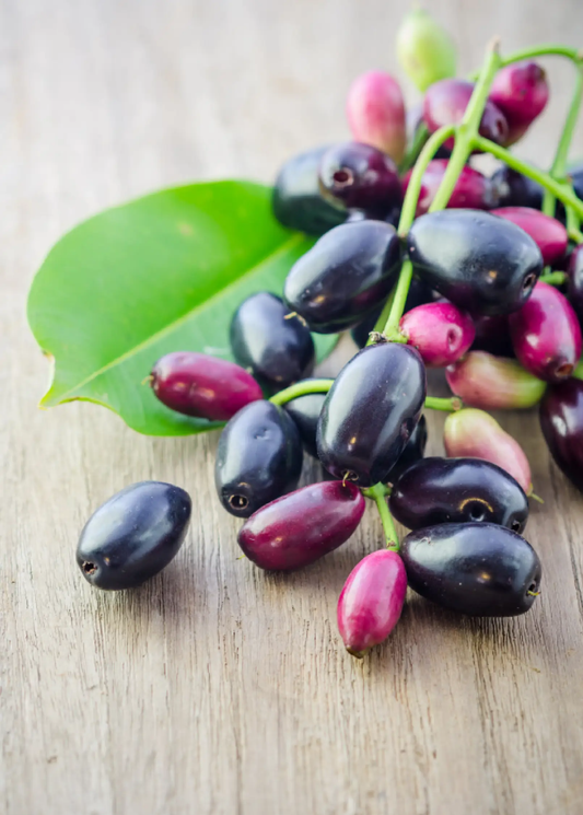Jamun fruit cluster with dark purple to pink berries on green stems on Tampa Home & Garden Store