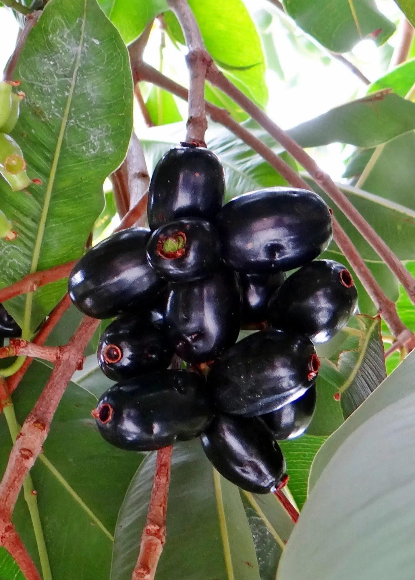 Jamun tree with glossy black plums on a tropical fruit tree Sow Exotic on Tampa Home & Garden Store