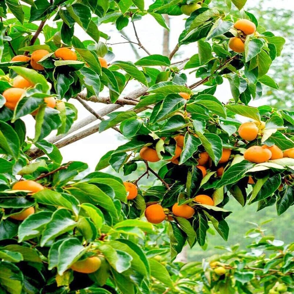 Japanese Persimmon Tree - 10 Seeds - Diospyros Edible Fruit - Tampa Home & Garden Store