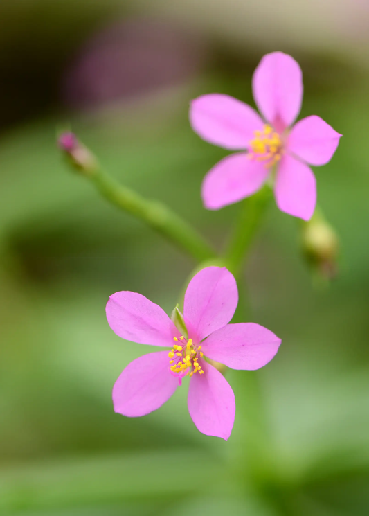 Java Ginseng plant Talinum paniculatum pink flower with yellow center, garden herb Sow Exotic on Tampa Home & Garden Store
