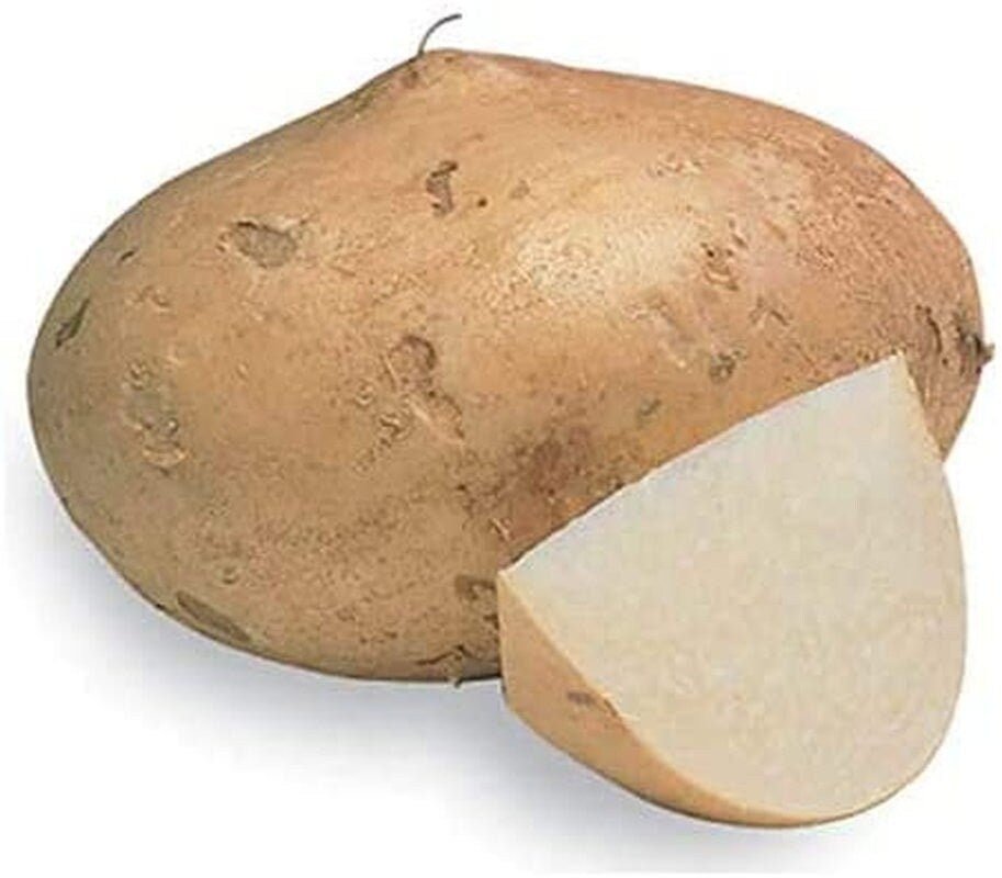Jicama Root Seeds - 20 Large Seeds - Tampa Home & Garden Store