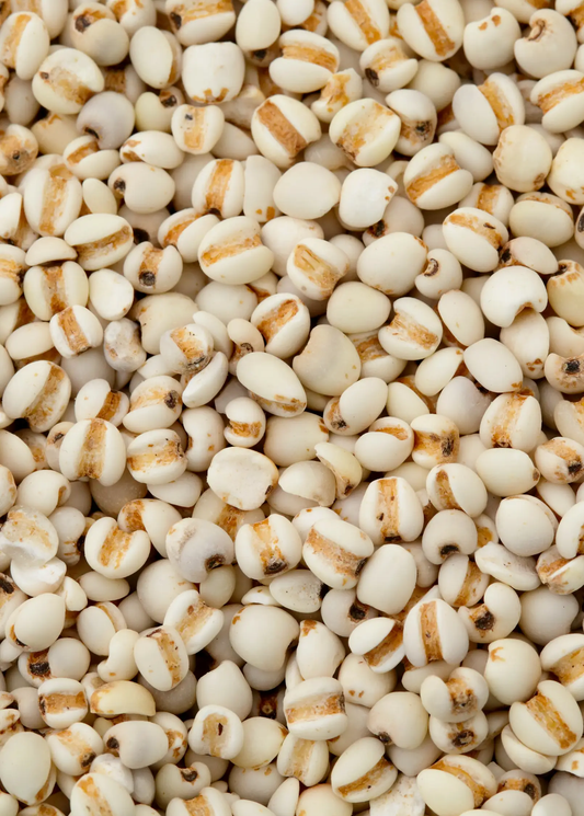 Job's Tears Plant seeds ivory beads with tan stripe, ornamental garden seed by Sow Exotic on Tampa Home & Garden Store