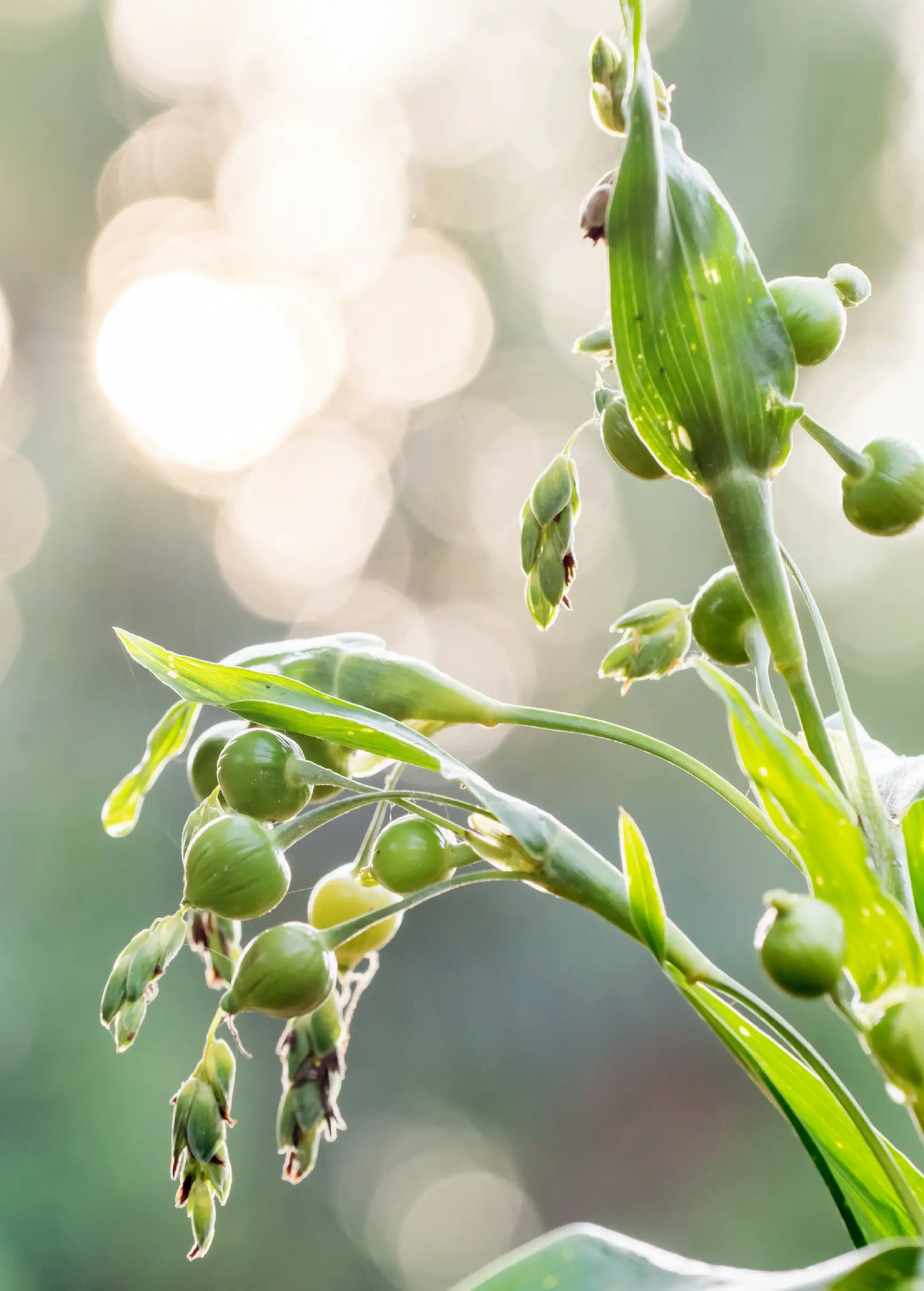Job's Tears Plant green seed pods on slender stems with narrow leaves Sow Exotic on Tampa Home & Garden Store