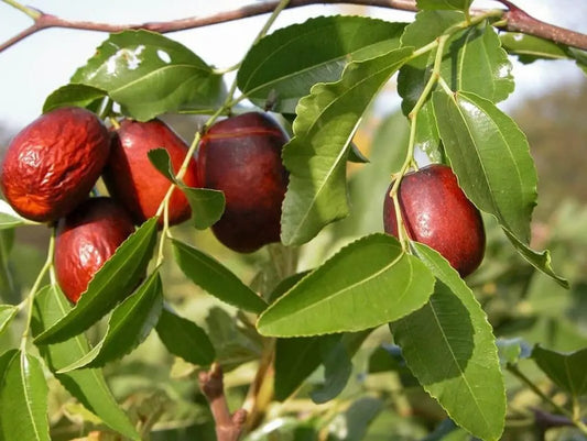 Jujube Tree Seeds Pack 10 seeds Ziziphus jujuba with red-ripe fruits on glossy green leaves on Tampa Home & Garden Store