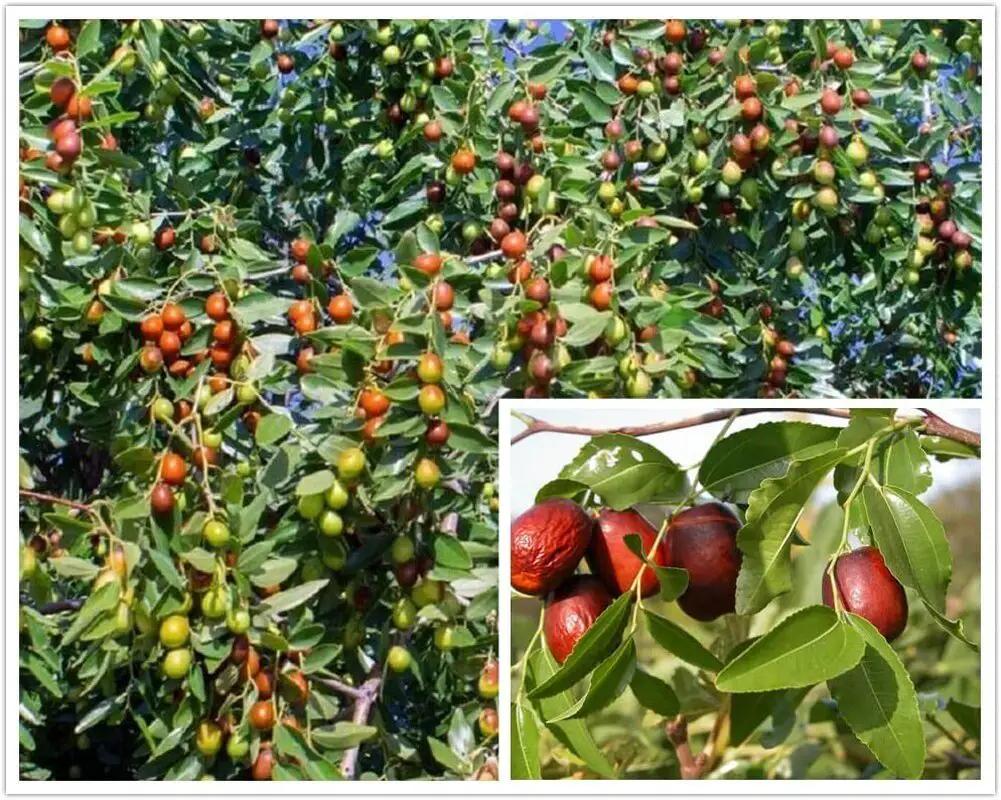 Jujube Tree Seeds Pack 10 Seeds Ziziphus Jujuba on branches with green to red fruit on Tampa Home & Garden Store