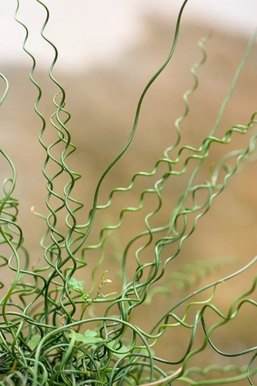 Juncus Spiralis Spiral Rush plant with curly green stems in pot on Tampa Home & Garden Store