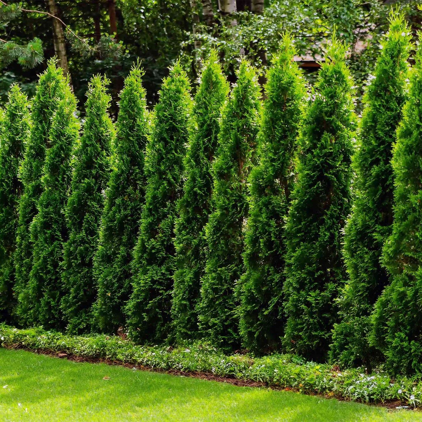 Junior Giant Thuja Tree plant, bright green evergreen hedge along lawn by Live Good Logistics on Tampa Home & Garden Store