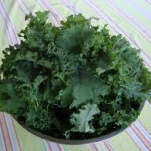 KALE Seeds, Premier - Tampa Home & Garden Store