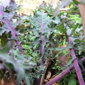 Red Russian Kale seeds, heirloom bulk with purple stems and frilly green leaves on Tampa Home & Garden Store