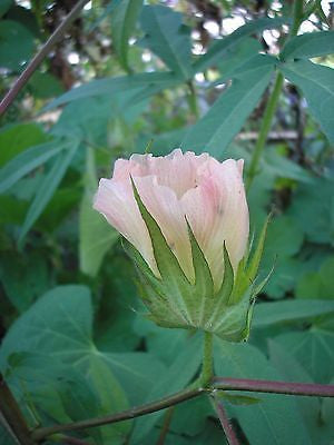 Pure White Cotton Seed bloom on cotton plant with green sepals Thunder Acres on Tampa Home & Garden Store