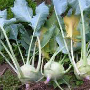 KOHLRABI Seeds, Early White Vienna - Tampa Home & Garden Store