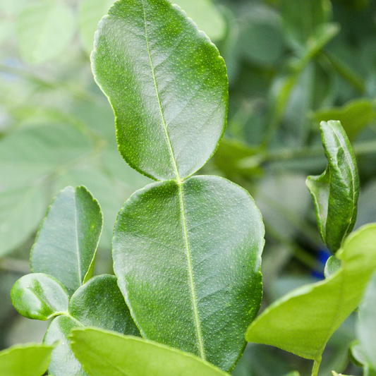 Kaffir, Makrut Lime Tree (Citrus hystrix) - Tampa Home & Garden Store