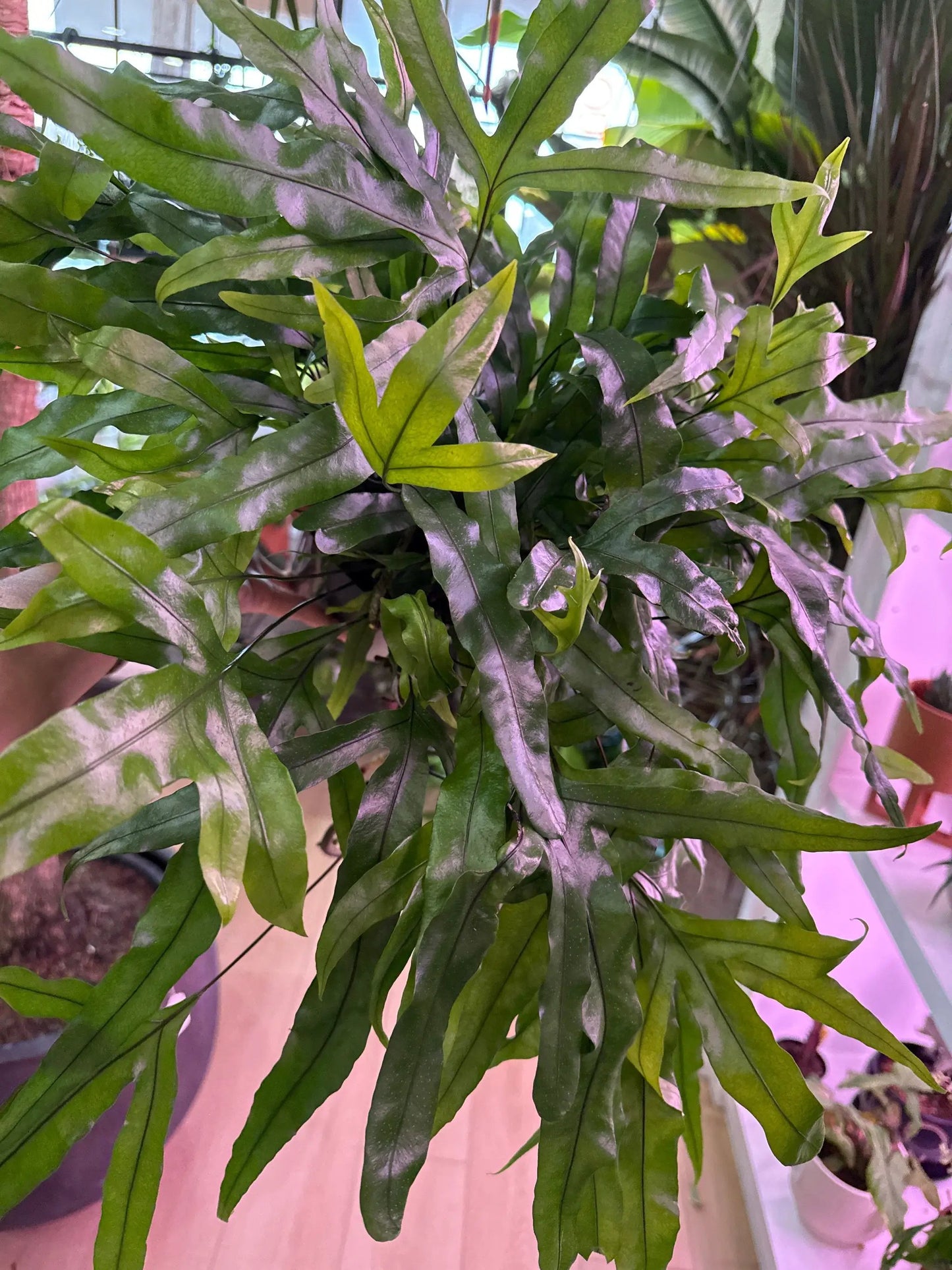 Kangaroo Paw Fern indoor plant with narrow ribbon-like green fronds suited for bright rooms on Tampa Home & Garden Store