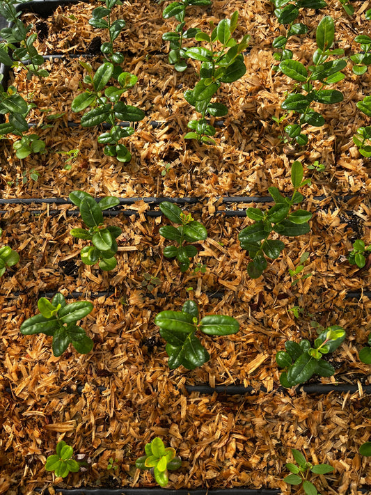 Karanda, Bengal Currant (Carissa carandas) - Tampa Home & Garden Store