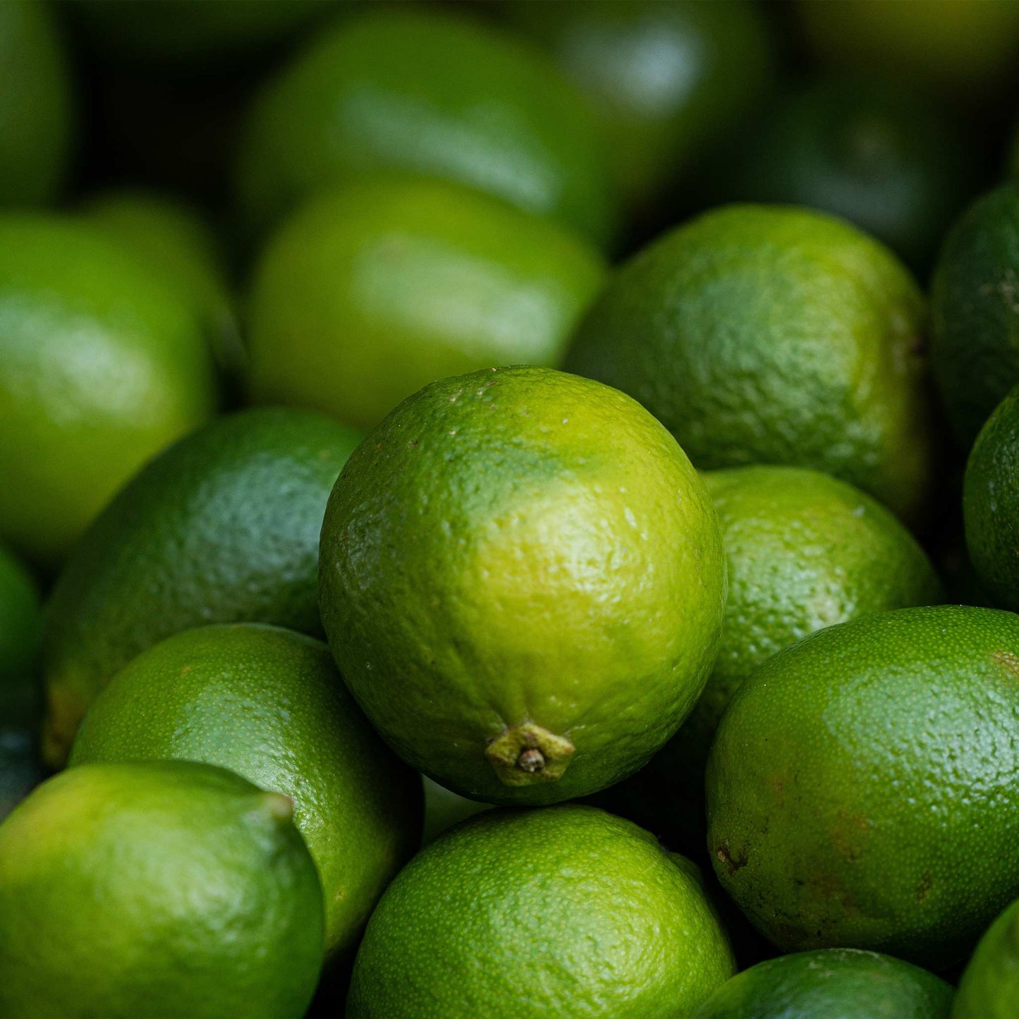Key limes from Live Good Logistics CA plant green citrus for indoor outdoor use on Tampa Home & Garden Store