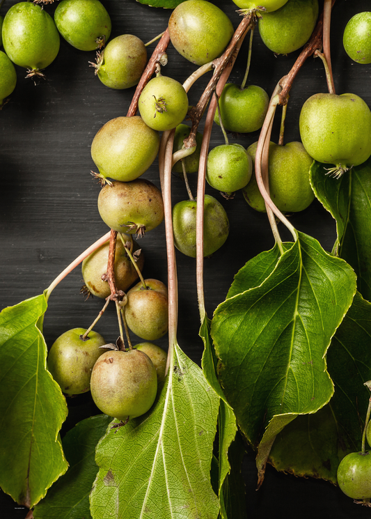 Kiwi 'Prolific' (Actinidia arguta) - Tampa Home & Garden Store