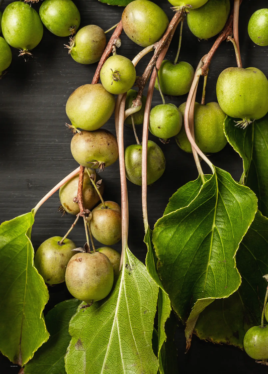 Fruiting Plant Prolific Hardy Kiwi Actinidia arguta with green kiwifruit on Tampa Home & Garden Store