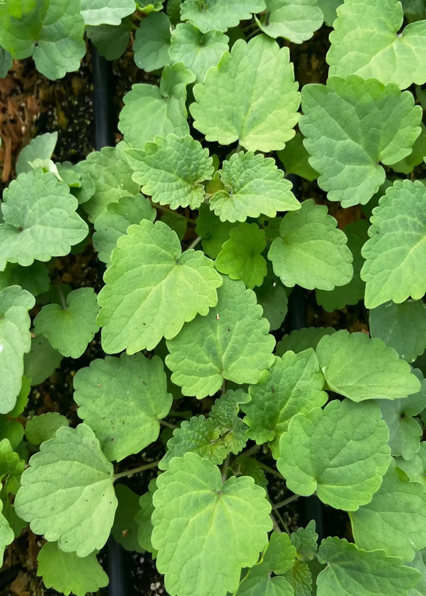 Korean Mint Plant Agastache rugosa leaves with dense, scalloped bright green foliage on Tampa Home & Garden Store