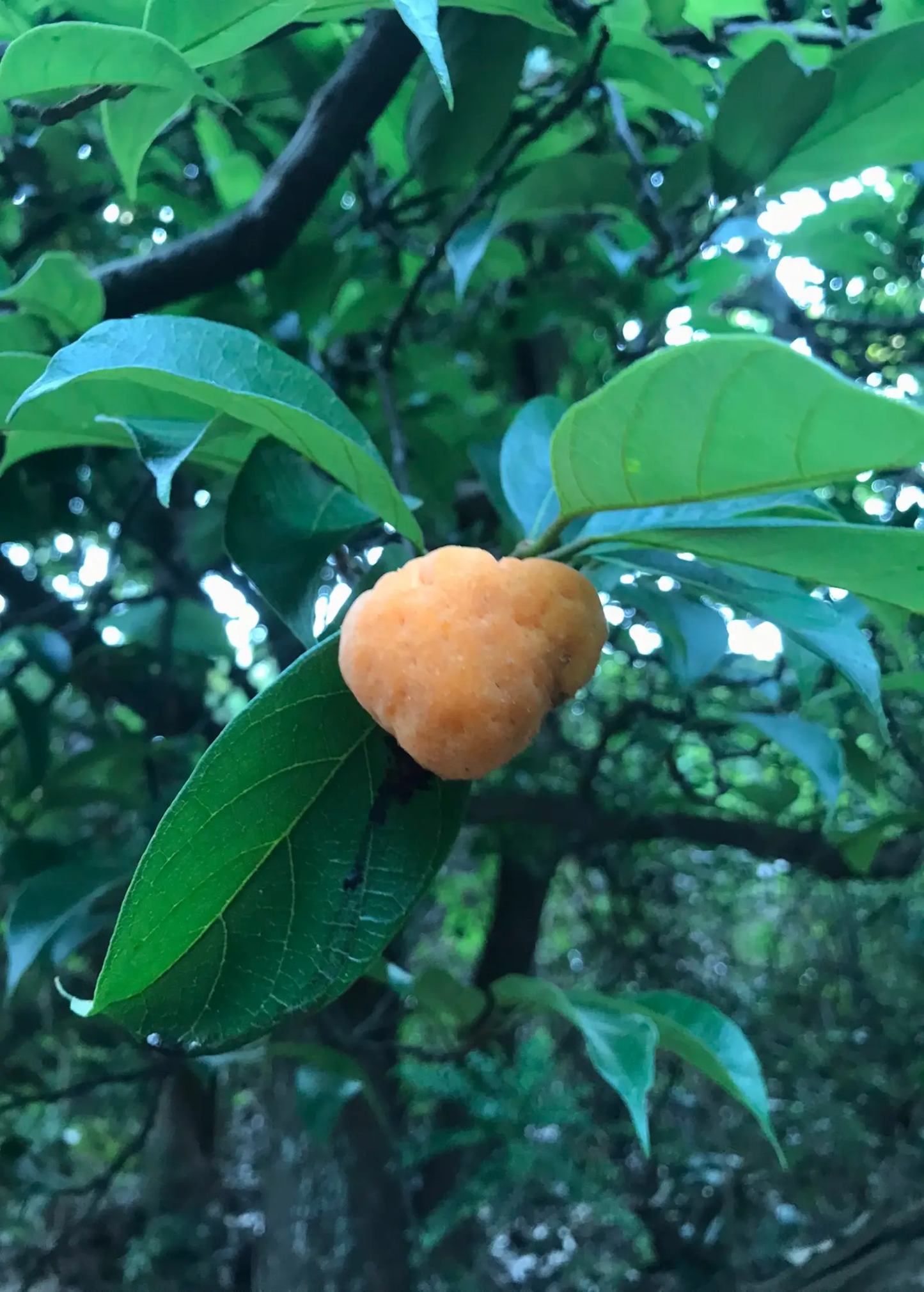 Kwai Muk fruit on tropical tree branch with orange fruit and green leaves from Sow Exotic on Tampa Home & Garden Store