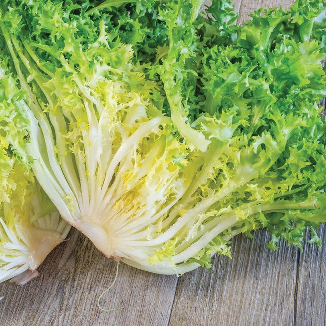 Frisee endive lettuce seeds with pale white stems and curly green leaves on Tampa Home & Garden Store
