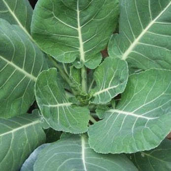 Collard Seeds: Vates Collards green leaves with white veins Seedtime Store on Tampa Home & Garden Store