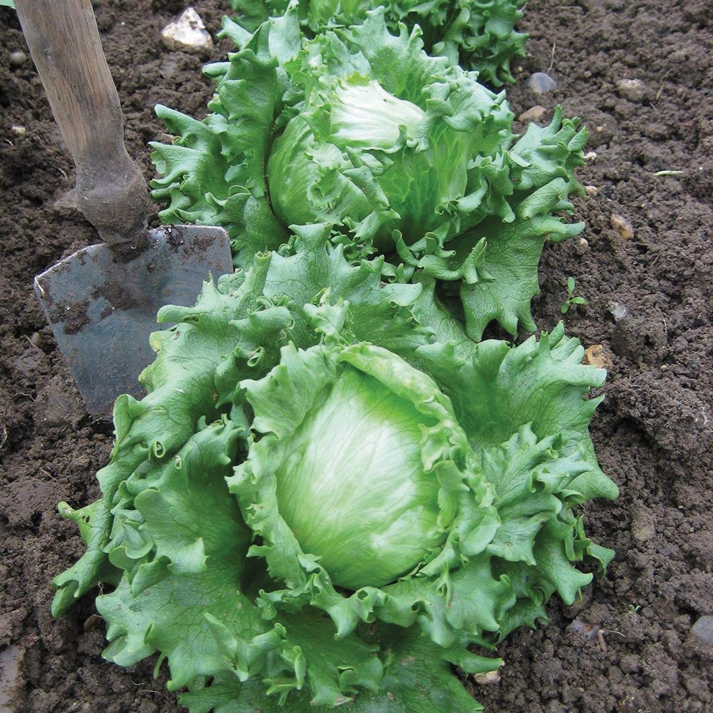 Hanson Improved Crisphead Lettuce heads, green ruffled leaves, Seedtime Store seeds on Tampa Home & Garden Store