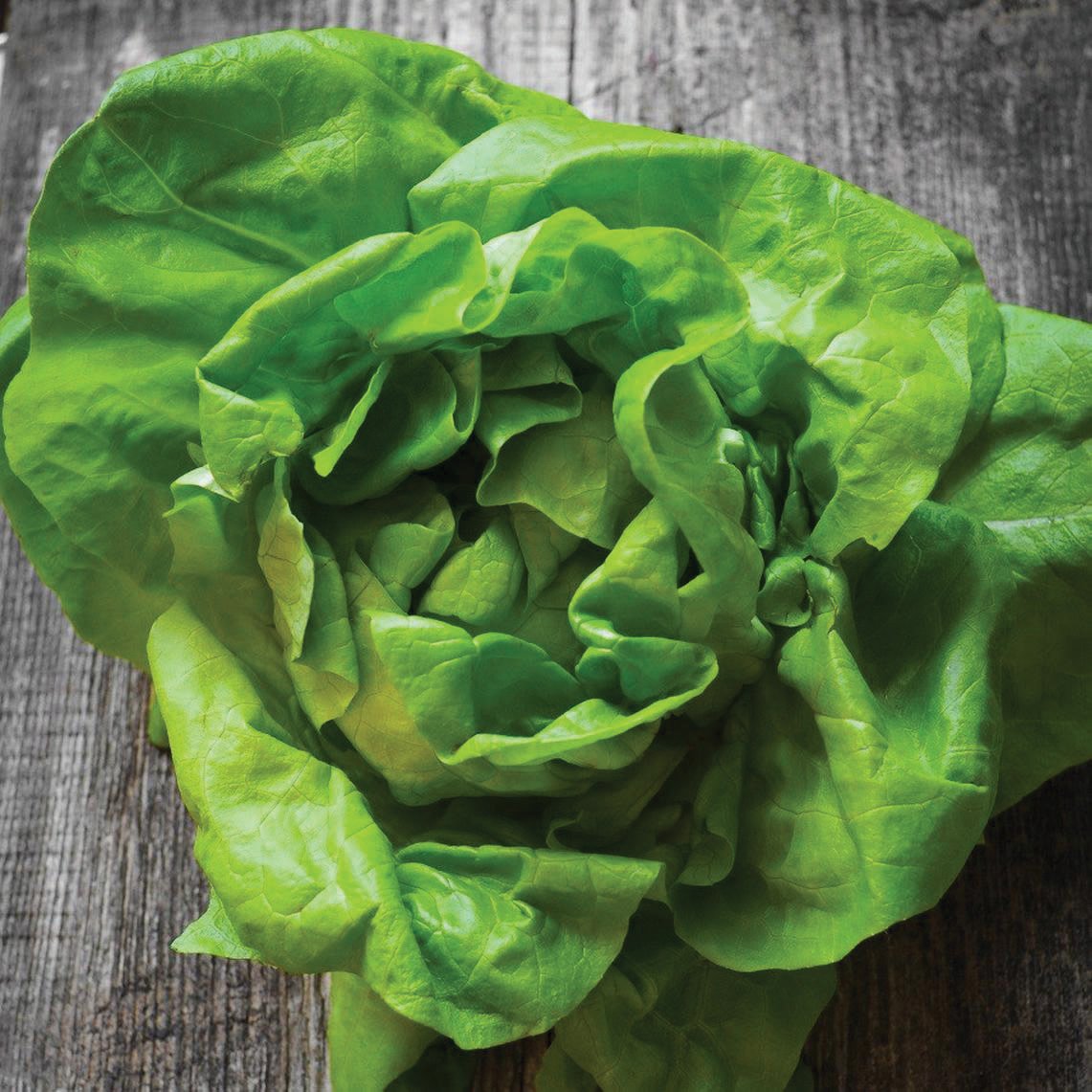 Bibb Butterhead lettuce seeds green leafy variety Seedtime Store on Tampa Home & Garden Store