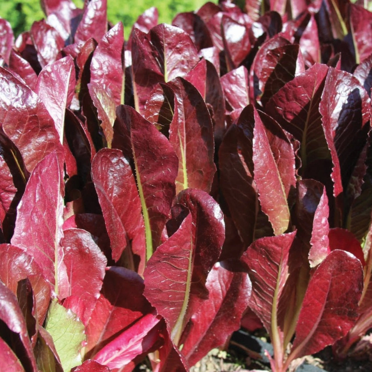 Super Red Romaine Lettuce plants with burgundy leaves and green stems on Tampa Home & Garden Store