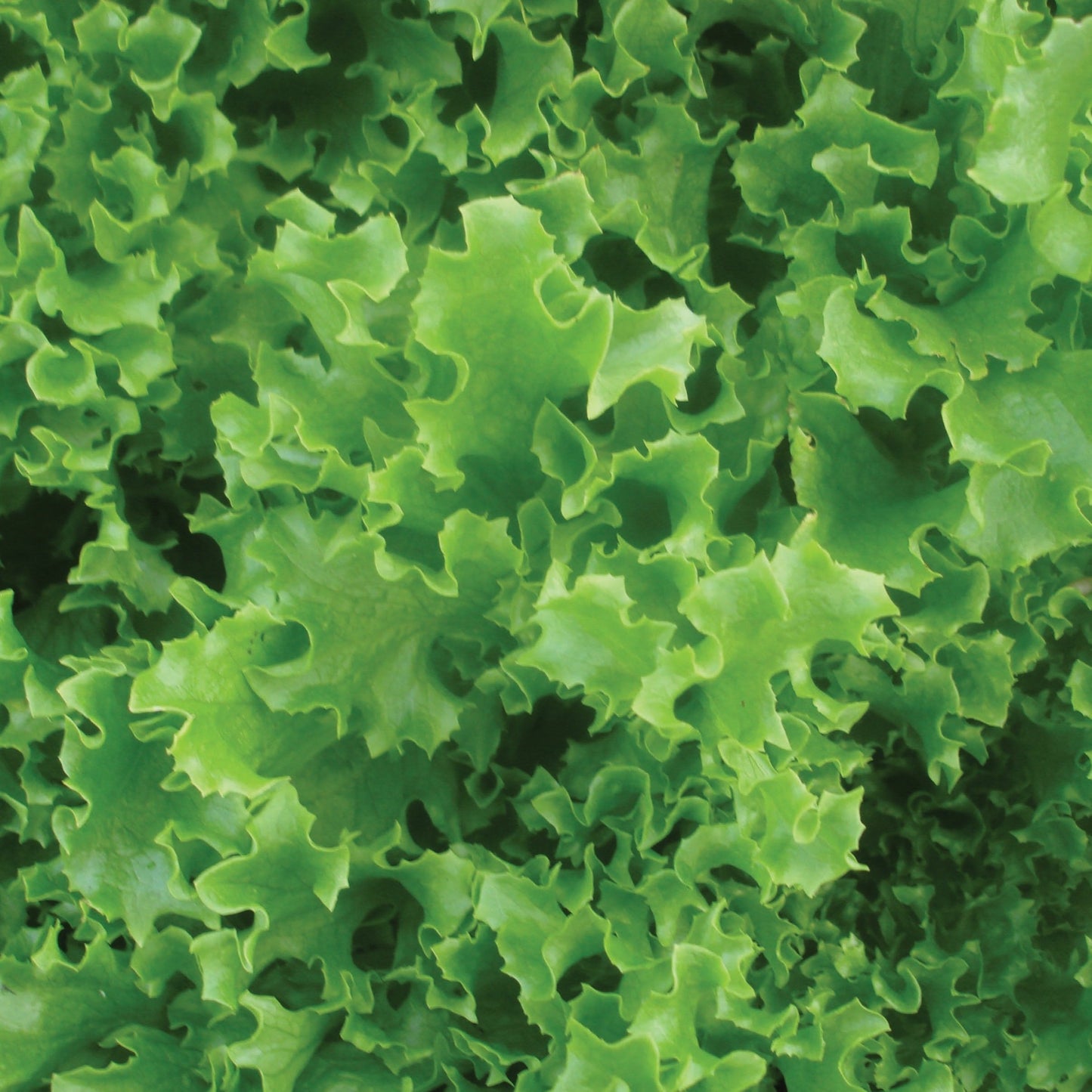 Tango Leaf Lettuce leaves, vibrant green curly variety, Seedtime Store seeds on Tampa Home & Garden Store
