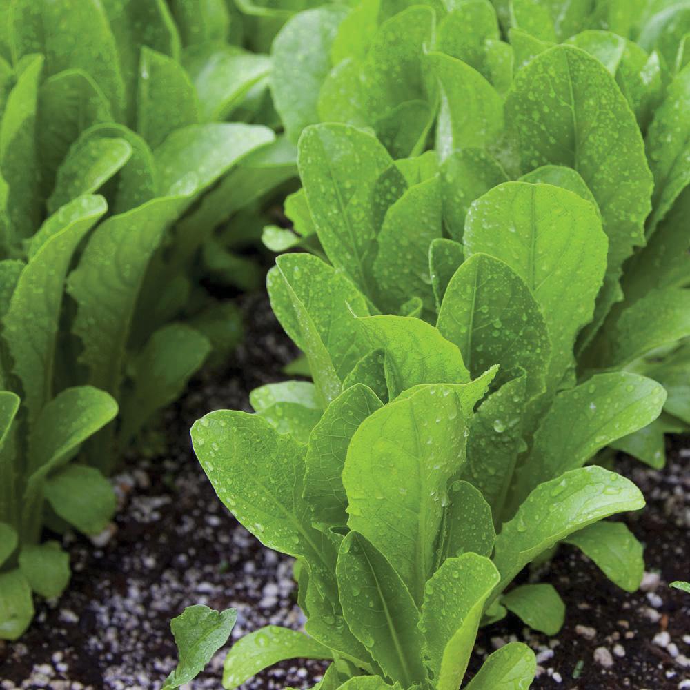 Parris Island Cos romaine lettuce plants with vibrant green leaves Seedtime Store seeds on Tampa Home & Garden Store