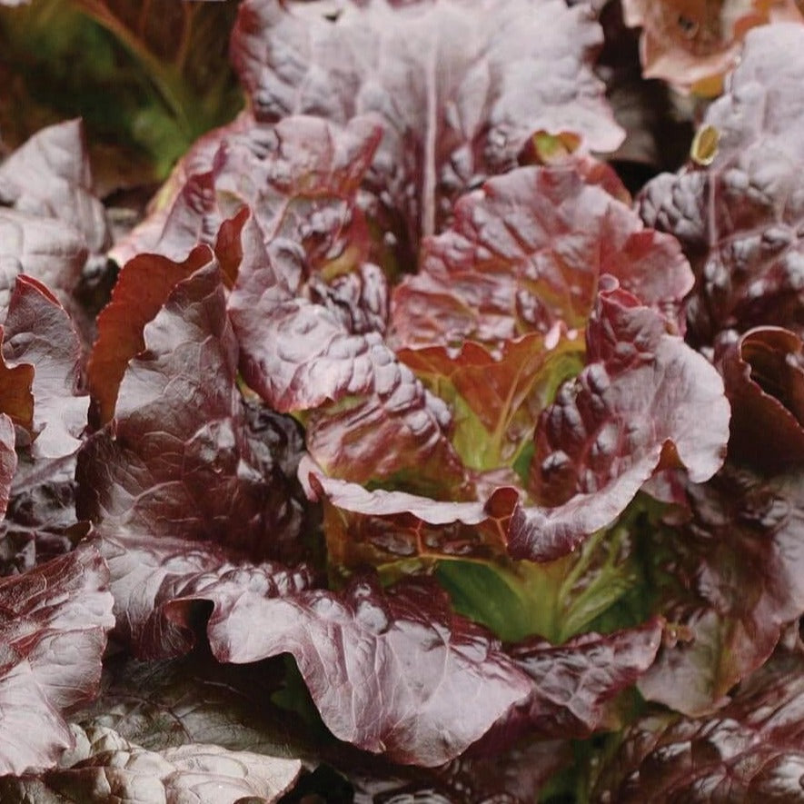 Cimmaron Lettuce seeds red-leaved romaine head with burgundy leaves Seedtime Store on Tampa Home & Garden Store
