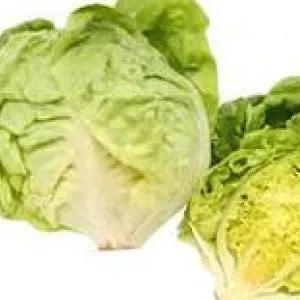 Bibb lettuce heads, two butterhead variety with light green leaves, heirloom bulk seeds on Tampa Home & Garden Store