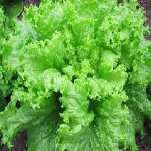 Black Seeded Simpson lettuce seeds, bright green curly leaves, heirloom bulk seeds on Tampa Home & Garden Store