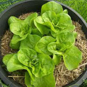 LETTUCE Seeds, Buttercrunch - Tampa Home & Garden Store